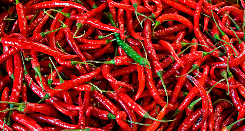 Making It Spicier with Hot Peppers